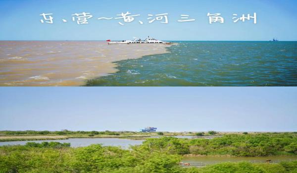 三角洲行动正版下载手机(给我三角洲行动的正版下载链接) 三角洲行动正版下载手机(给我三角洲行动的正版下载链接)